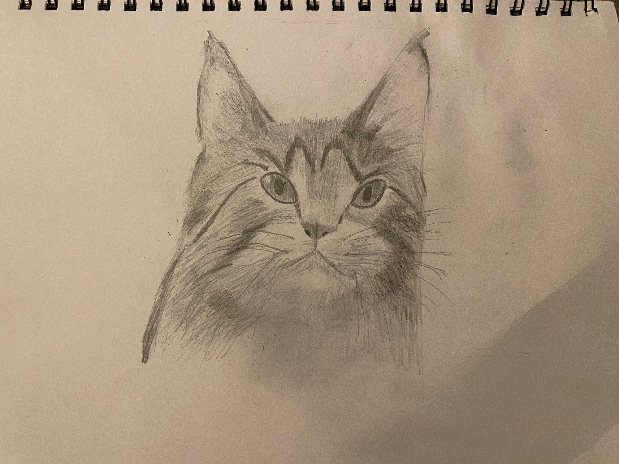 cat